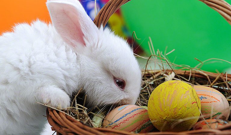 White beautiful rabbit, Easter bunny with eggs in basket | Reading Housebar